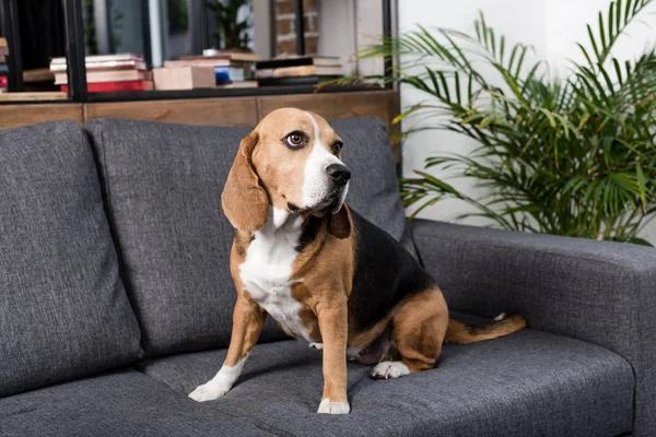 Elevate Playtime: Adding Humor to Your Dog&rsquo;s Life